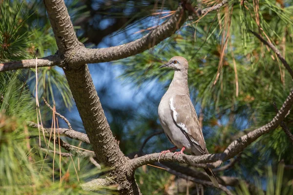 Skrzydlaty White Dove Richmond Kanada 2017 Sep — Zdjęcie stockowe