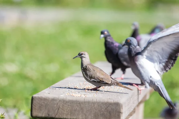 White winged Dove — Stock Photo, Image