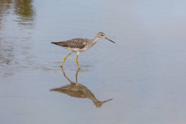 büyük Sarıbacak kuş