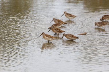 Uzun gagalı dowitcher Richmond Bc Kanada 2017 Eylül.