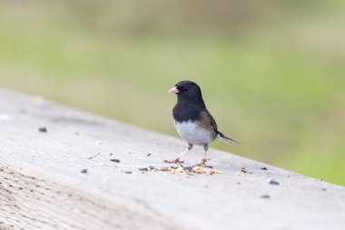 Richmond Bc Kanada 2017 Ekim itibariyle kara gözlü Junko.