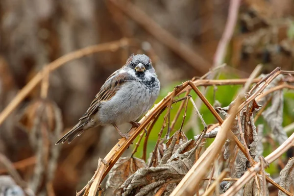 House Sparrow Bird Richmond Canada 2017 Oct — Stock Photo, Image