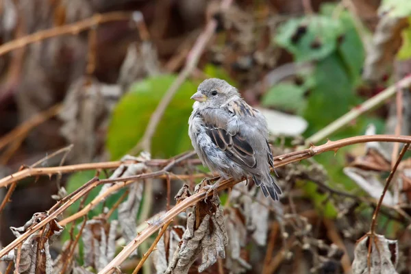 Huismus Vogel Richmond Canada 2017 Lgo — Stockfoto