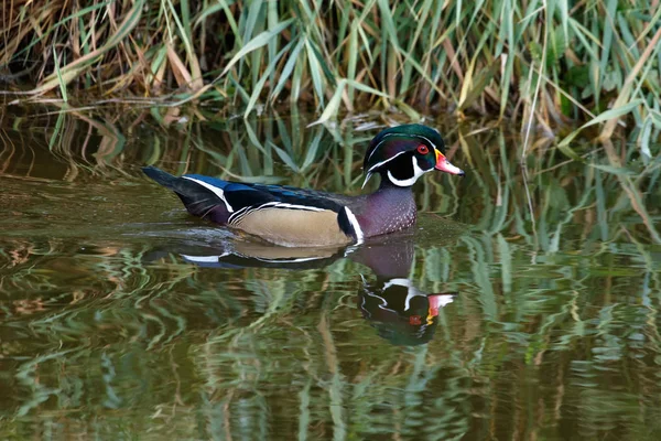 Wood Duck Pták Delta Kanada 2017 Oct — Stock fotografie