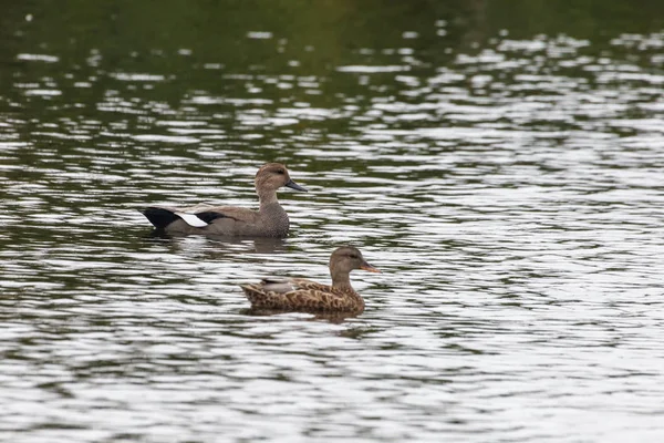 Ζεύγος Gadwall Πάπια Πουλιών Στο Δέλτα Καναδάς 2017 Οκτ — Φωτογραφία Αρχείου