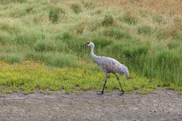 Sandhill Crane Bird Delta Canada 2017 Oct — Stock Photo, Image