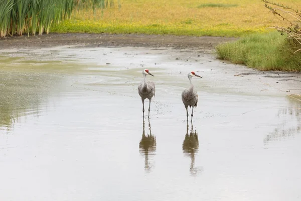 Sandhill crane bird — Stock Photo, Image