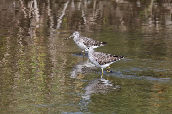 Grotere geelpootruiter vogel — Stockfoto