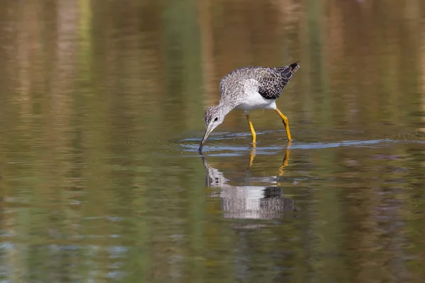 在加拿大温哥华不列颠哥伦比亚的更大 Yellowlegs — 图库照片