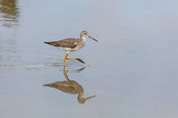 在加拿大温哥华不列颠哥伦比亚的更大 Yellowlegs — 图库照片