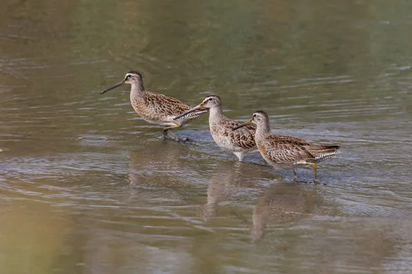 긴 청구 dowitcher — 스톡 사진