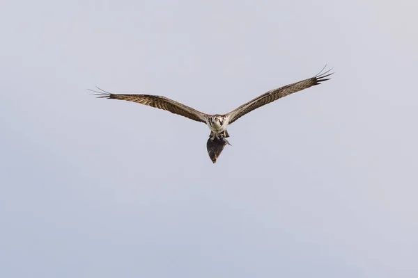 Osprey con pescado — Foto de Stock