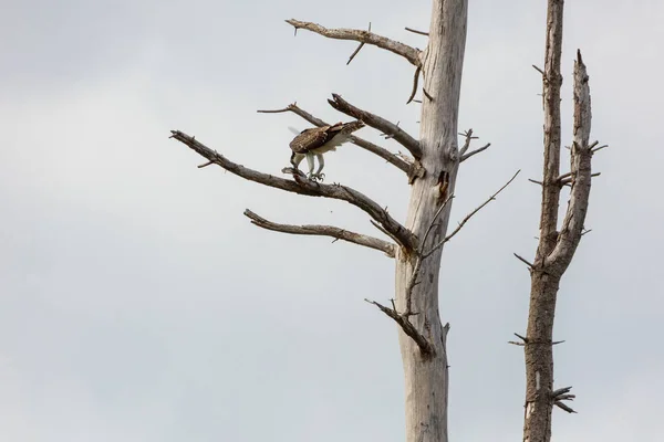 Osprey с рыбой — стоковое фото