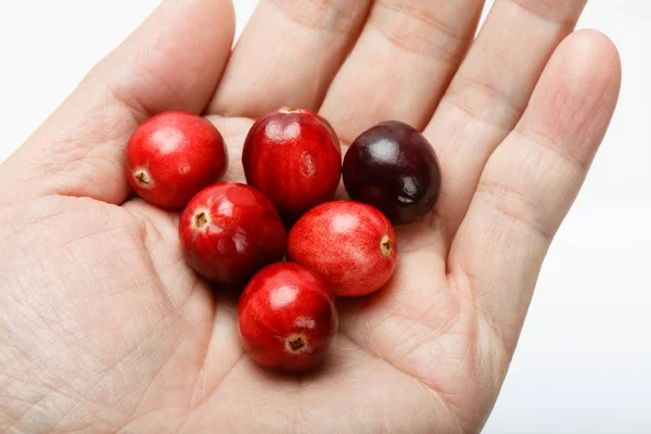 Rood cranberry fruit — Stockfoto