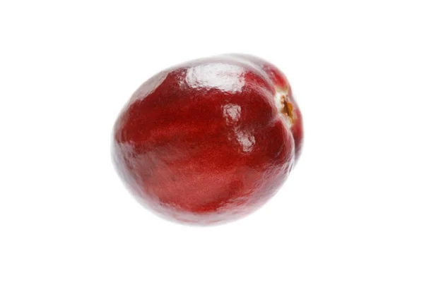 Röd Tranbär frukt — Stockfoto