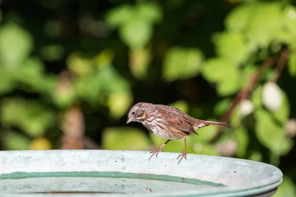 Låt sparrow fågel — Stockfoto