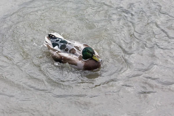 Mallard duck zwemmen — Stockfoto