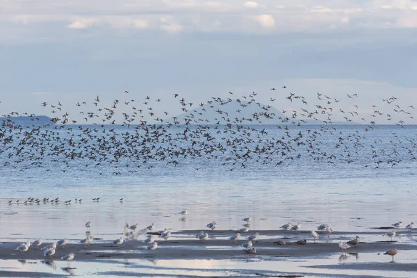 Troupeau de mouettes volantes — Photo