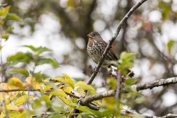 Fox sparrow bird — Stock Photo, Image