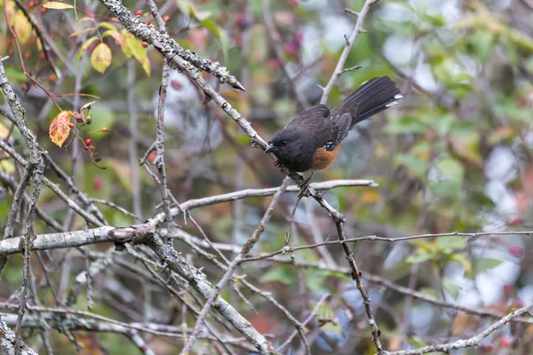 Пятнистая птица туви — стоковое фото