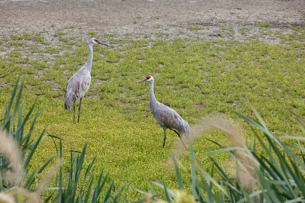 Pájaro grúa arenisca Fotos De Stock Sin Royalties Gratis