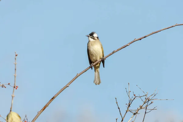 Luz ventilada Bulbul — Foto de Stock