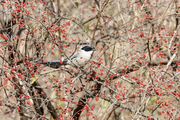 Azure winged magpie — Stock Photo, Image