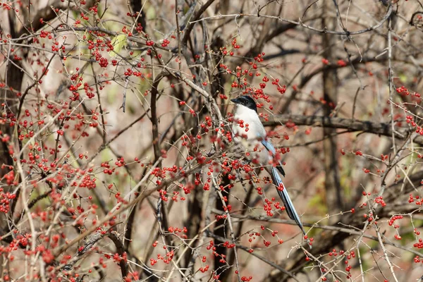 Blaue geflügelte Elster — Stockfoto