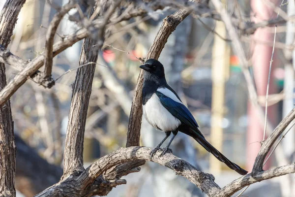 Gemeenschappelijke Magpie vogel — Stockfoto