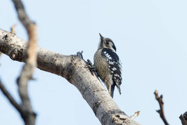 Grey-capped Pygmy Woodpecker — Stock Photo, Image