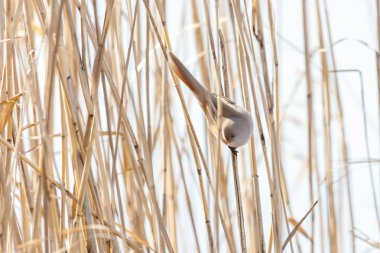 Sakallı baştankara kuş