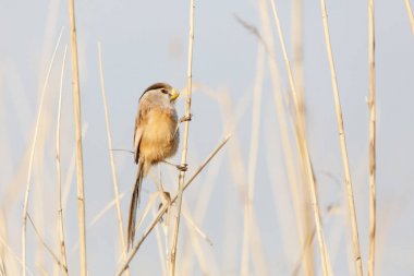 Reed Parrotbill kuş beijing adlı Wan Ping Gölü Parkı