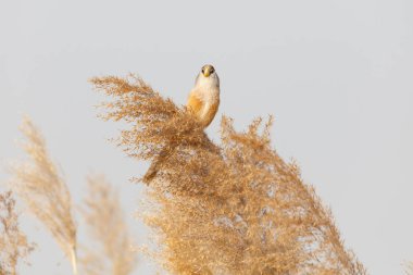 Reed Parrotbill kuş beijing adlı Wan Ping Gölü Parkı