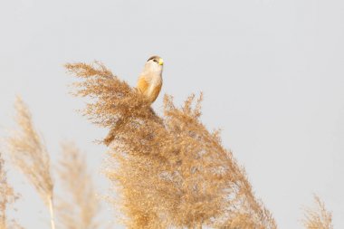 Reed Parrotbill kuş beijing adlı Wan Ping Gölü Parkı