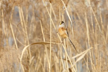 Reed Parrotbill kuş beijing adlı Wan Ping Gölü Parkı