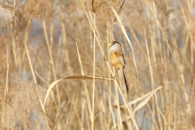 Reed Parrotbill kuş beijing adlı Wan Ping Gölü Parkı