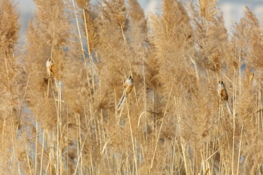 Reed Parrotbill kuş beijing adlı Wan Ping Gölü Parkı