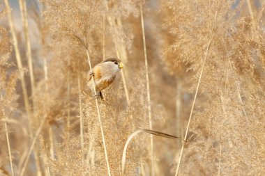 Reed Parrotbill kuş beijing adlı Wan Ping Gölü Parkı