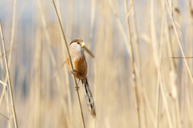 Reed Parrotbill kuş beijing adlı Wan Ping Gölü Parkı