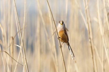 Reed Parrotbill kuş