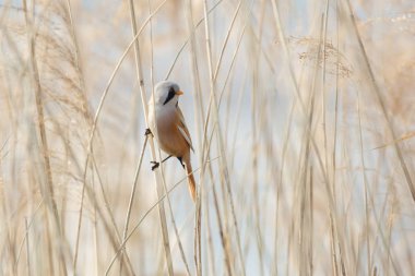 Sakallı baştankara kuş
