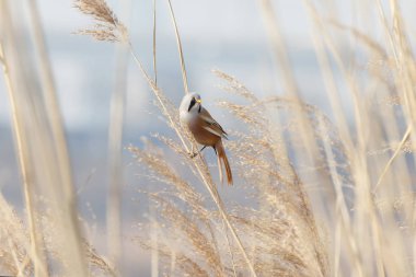 Sakallı baştankara kuş beijing adlı Wan Ping Gölü Parkı