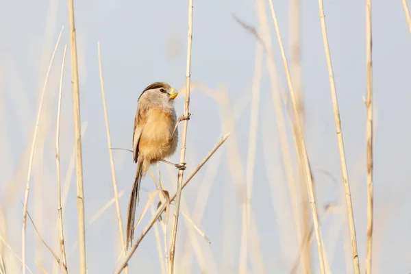 Reed Parrotbill Πουλιών Στο Πεκίνο Wan Ping Lake Park — Φωτογραφία Αρχείου