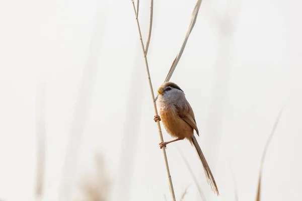 リード ダルマエナガ科の鳥 — ストック写真