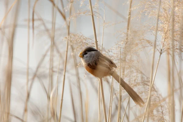 Reed Parrotbill Πουλιών Στο Πεκίνο Wan Ping Lake Park — Φωτογραφία Αρχείου