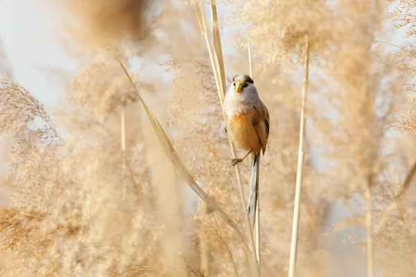 Nád Parrotbill Madár Pekingben Wan Ping Park — Stock Fotó