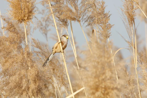 Рід Parrotbill Птахами Пекіні Wan Пінг Озеро Парк — стокове фото