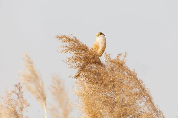 芦苇 Parrotbill 鸟 — 图库照片
