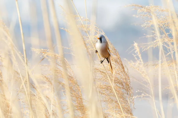 Szakállas Cinege Madár Pekingben Wan Ping Park — Stock Fotó