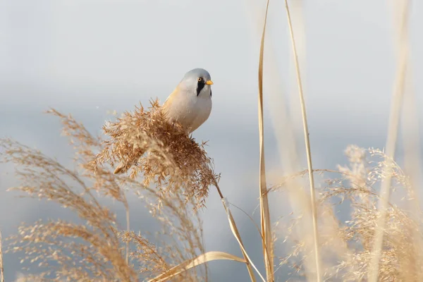 Bartmeisenvogel — Stockfoto